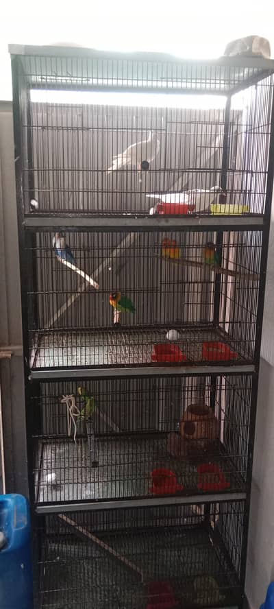 7 lovebird 3 khumry 2 Australia sath mein gauge
