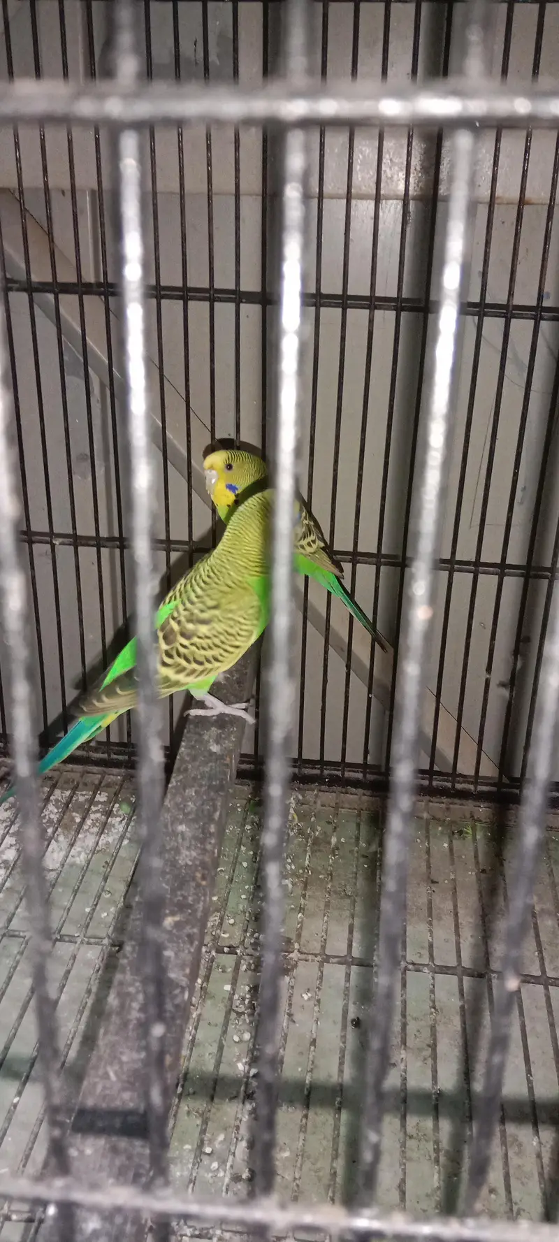 7 lovebird 3 khumry 2 Australia sath mein gauge — photo 2