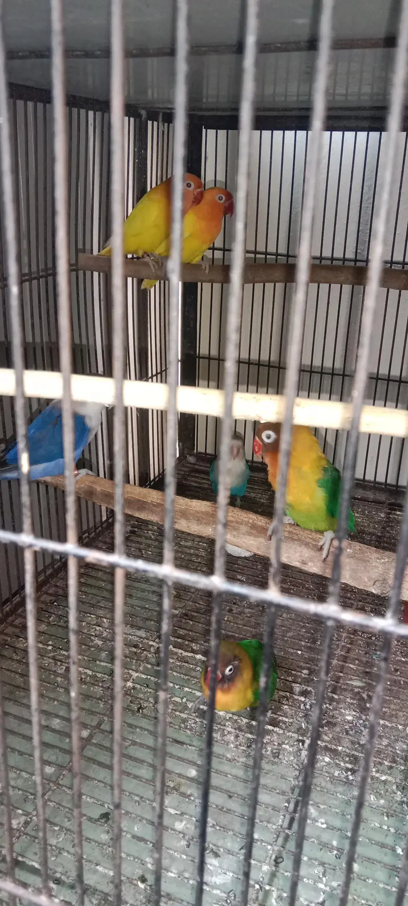 7 lovebird 3 khumry 2 Australia sath mein gauge — photo 3
