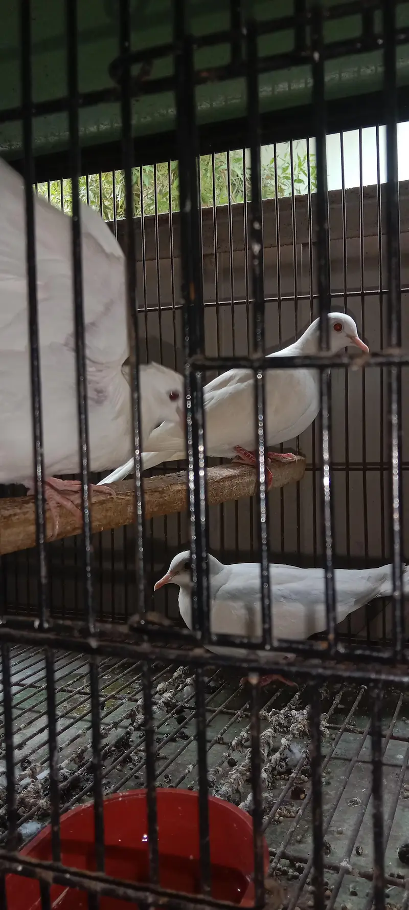7 lovebird 3 khumry 2 Australia sath mein gauge — photo 4