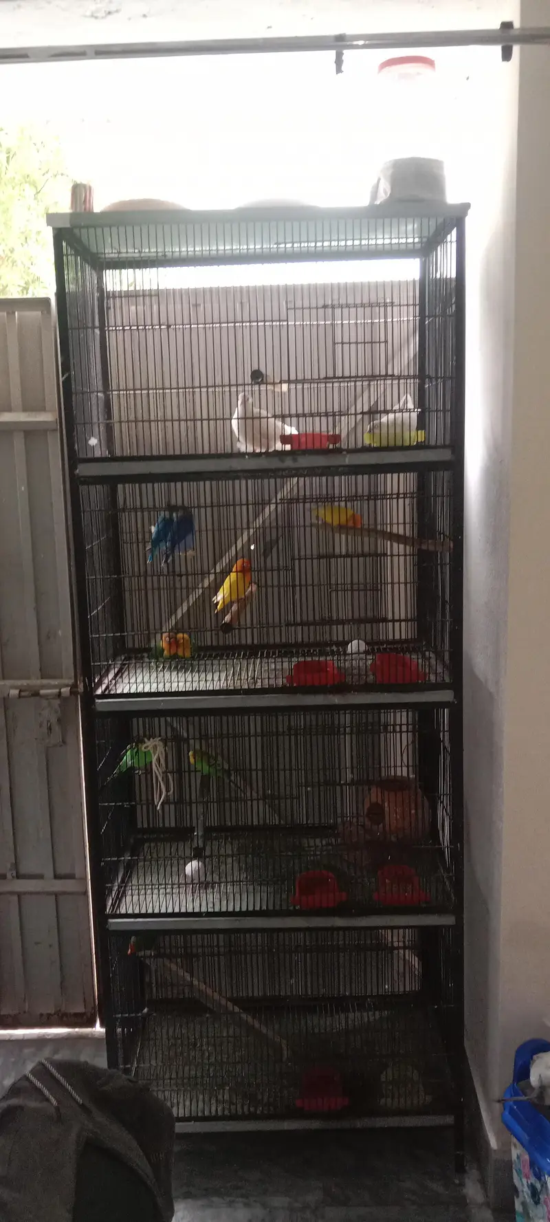 7 lovebird 3 khumry 2 Australia sath mein gauge — photo 5