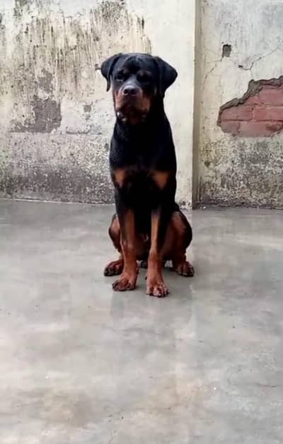 rottweiler lovers big size male pup available