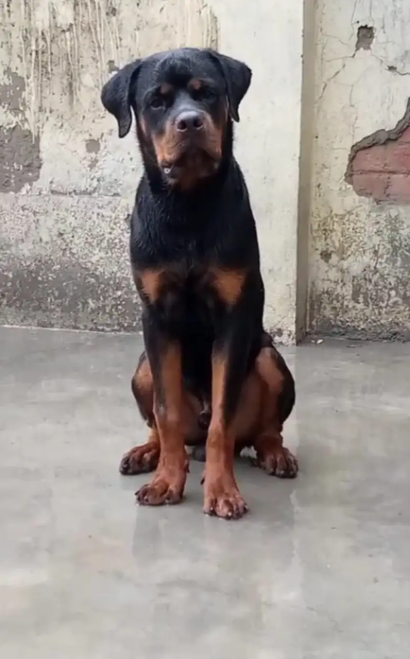 rottweiler lovers big size male pup available — photo 2