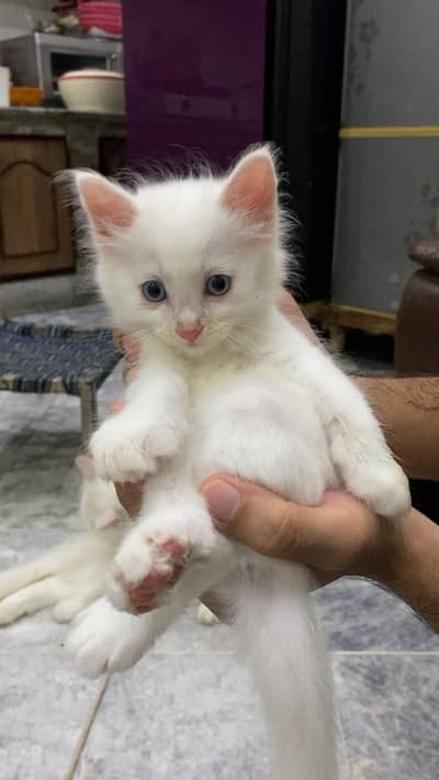 Persian Cats - 2 Female Kittens - 1 Mother