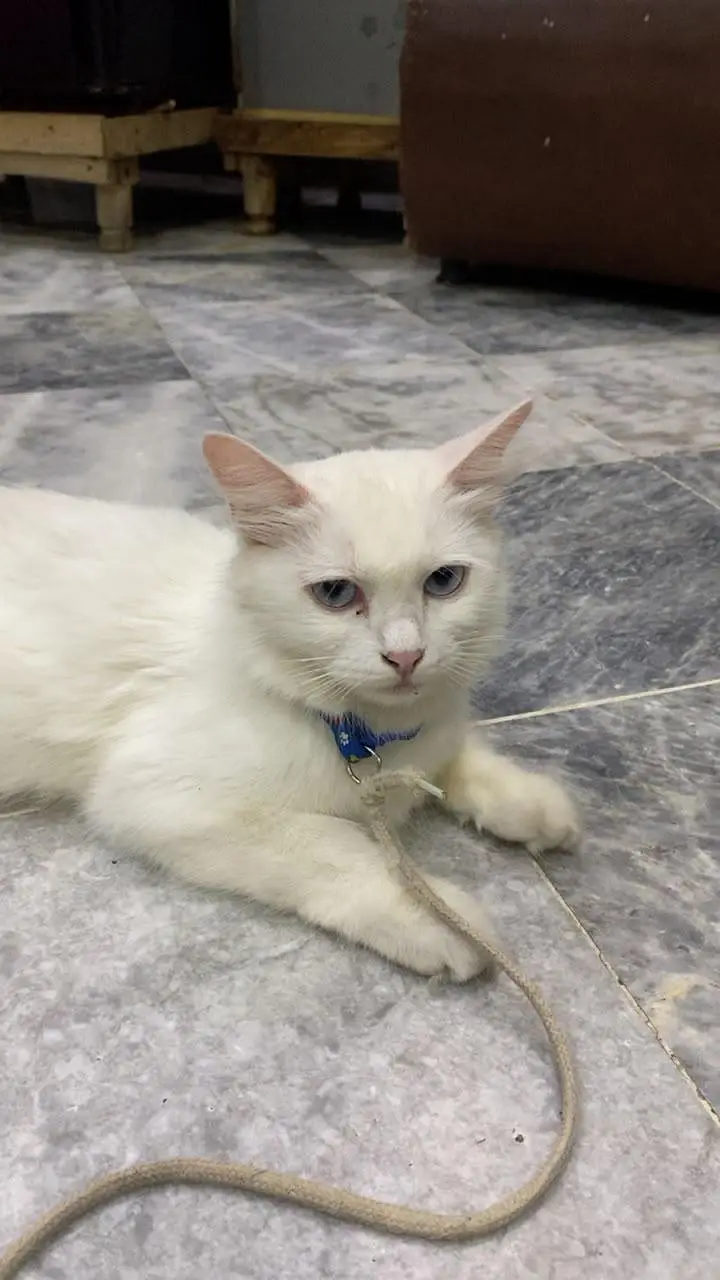 Persian Cats - 2 Female Kittens - 1 Mother — photo 2