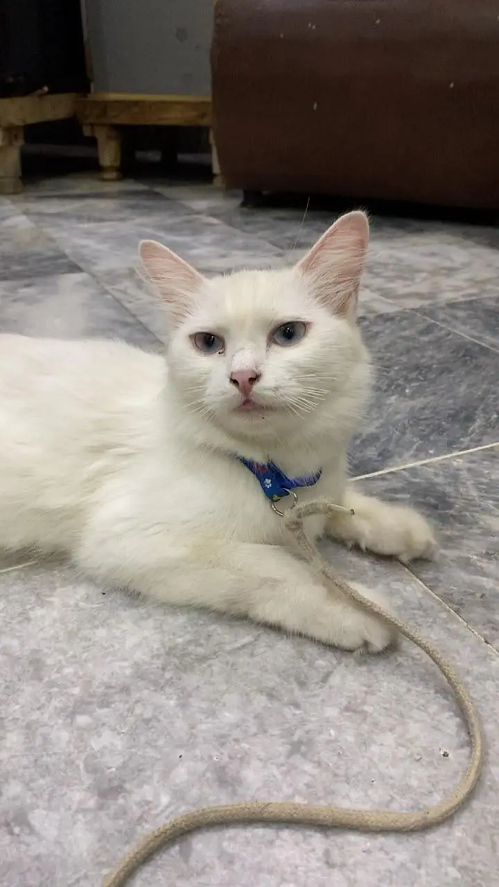 Persian Cats - 2 Female Kittens - 1 Mother — photo 3