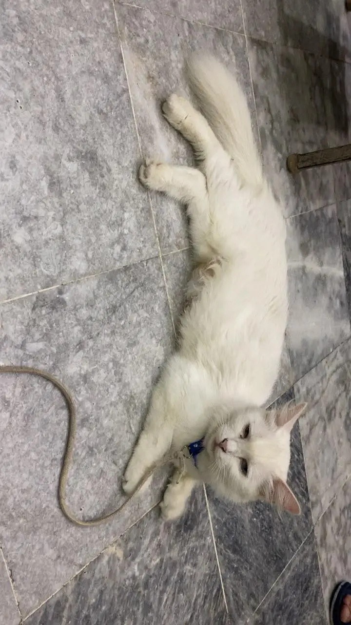 Persian Cats - 2 Female Kittens - 1 Mother — photo 4