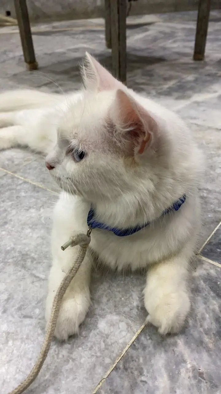 Persian Cats - 2 Female Kittens - 1 Mother — photo 5
