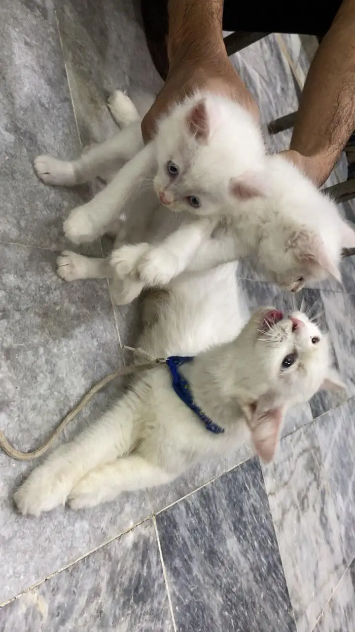 Persian Cats - 2 Female Kittens - 1 Mother — photo 6