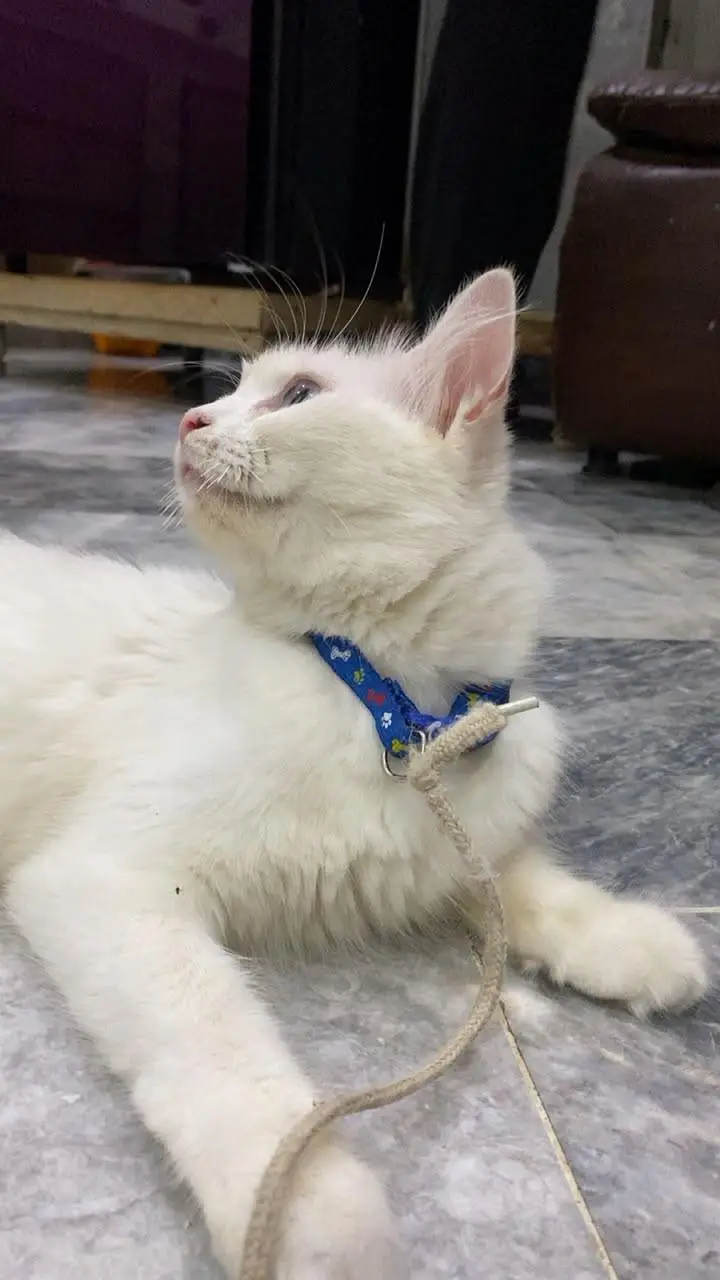 Persian Cats - 2 Female Kittens - 1 Mother — photo 7