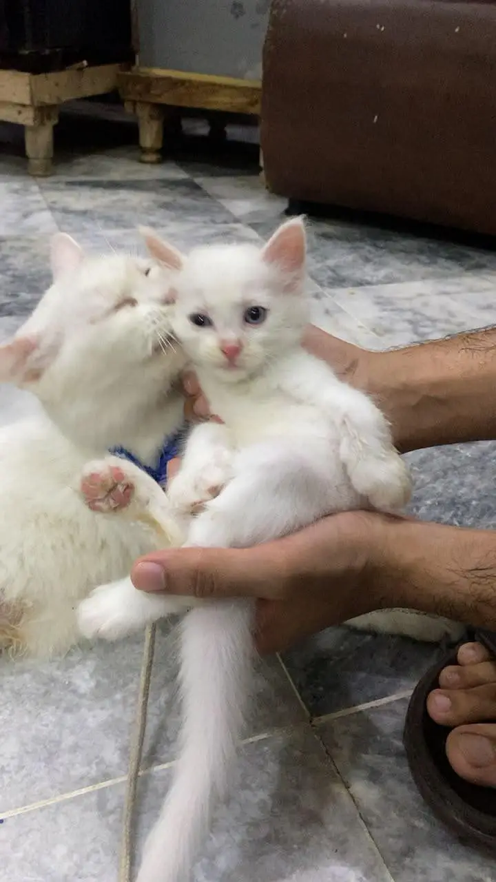Persian Cats - 2 Female Kittens - 1 Mother — photo 8