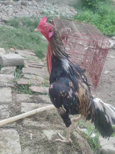 aseel murga for sale change also possible