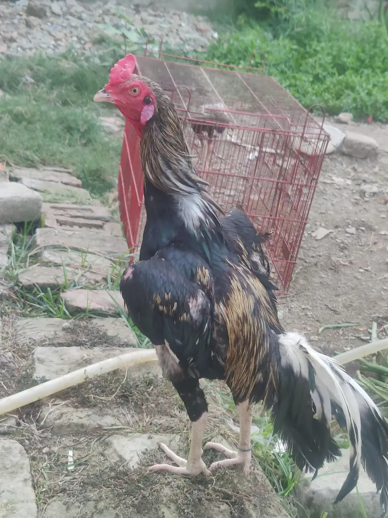 aseel murga for sale change also possible — photo 2