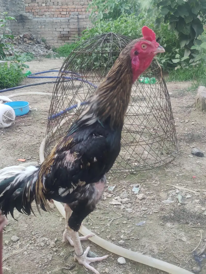aseel murga for sale change also possible — photo 3