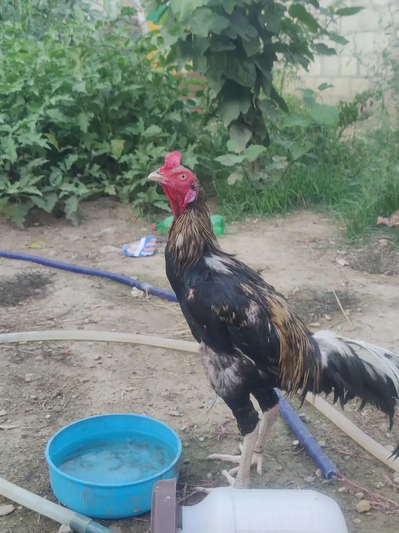aseel murga for sale change also possible — photo 4
