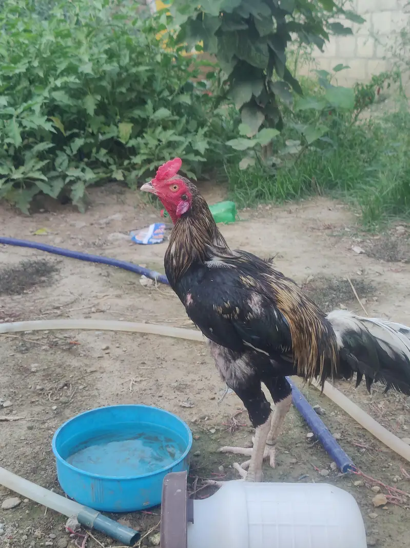 aseel murga for sale change also possible — photo 5