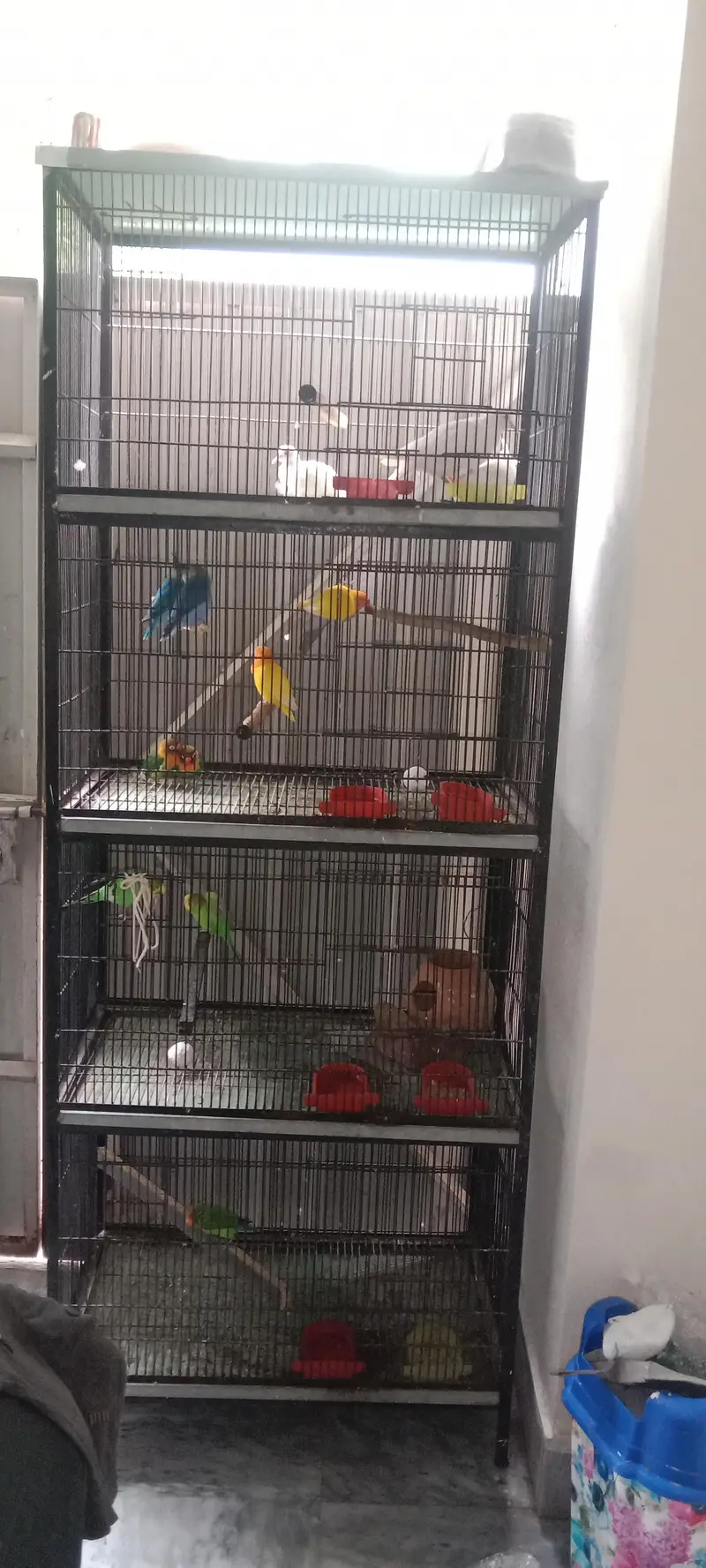 7 lovebird 3 khumry 2 Australia sath mein gauge — photo 6