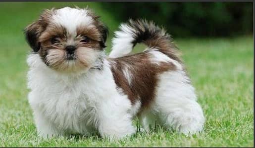 shitzu puppies