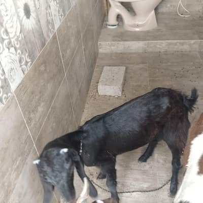 bakri for sale