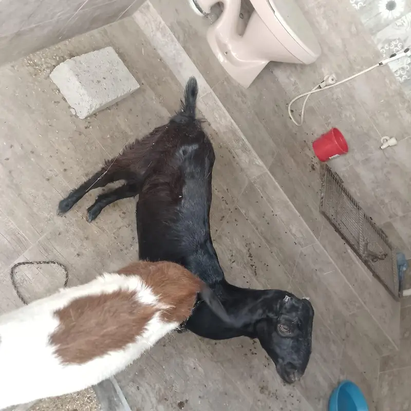 bakri for sale — photo 2