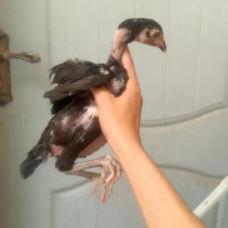 Thai chick. — photo 2