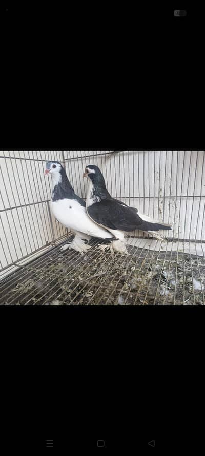 breeder pair for sale