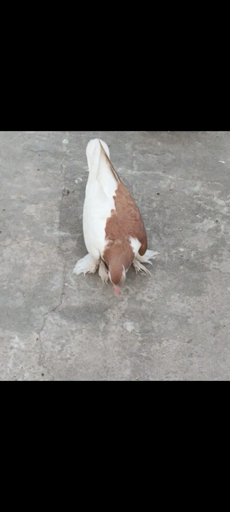 breeder pair for sale — photo 3