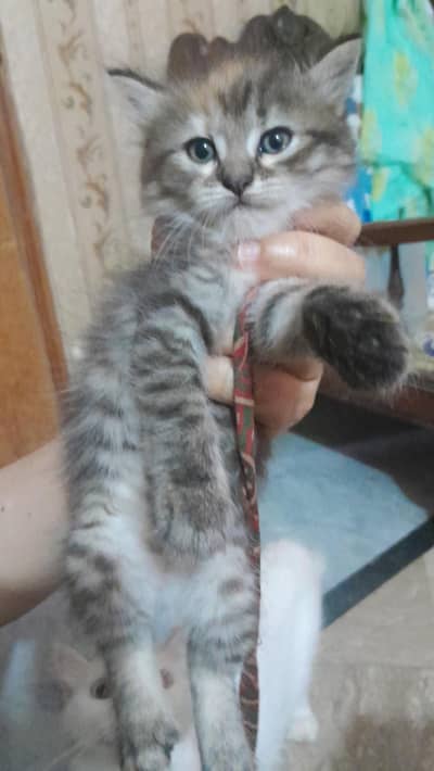 persion kitten for sale