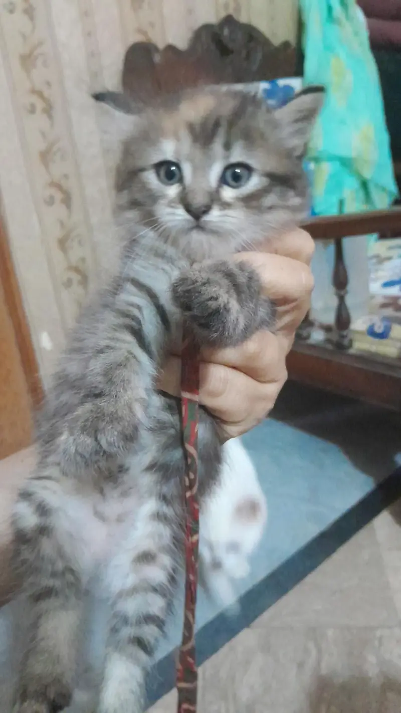 persion kitten for sale — photo 2
