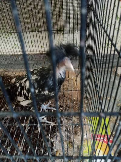 Desi Misri Eggs laying hens for sale