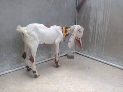 Bakra or Bakri