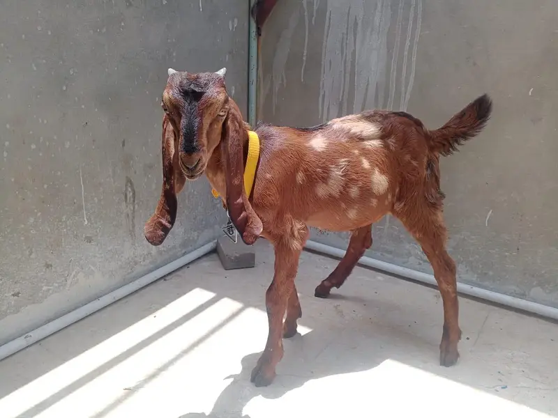 Bakra or Bakri — photo 2