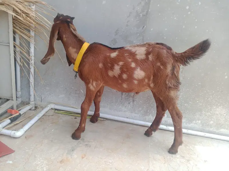Bakra or Bakri — photo 3