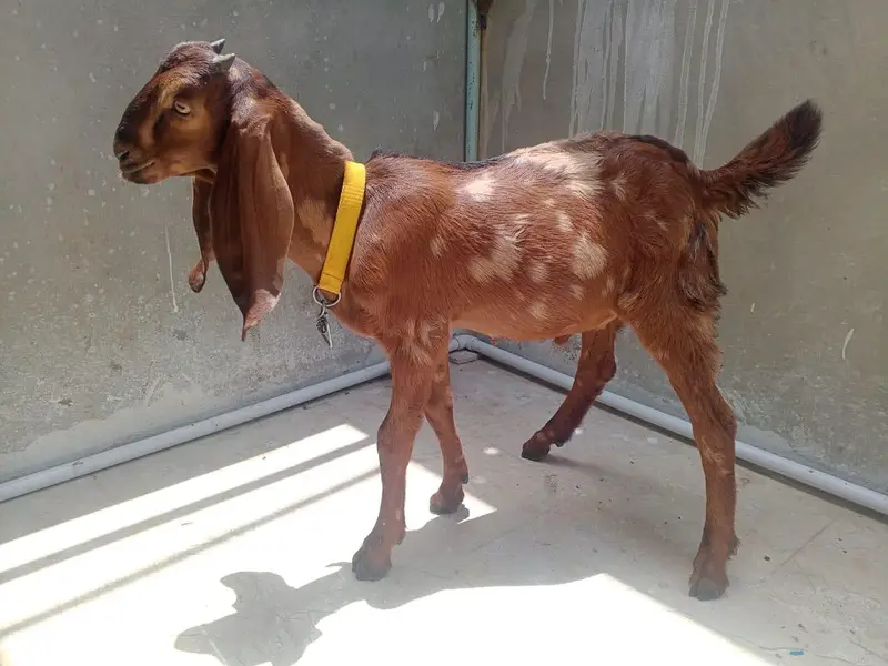 Bakra or Bakri — photo 4