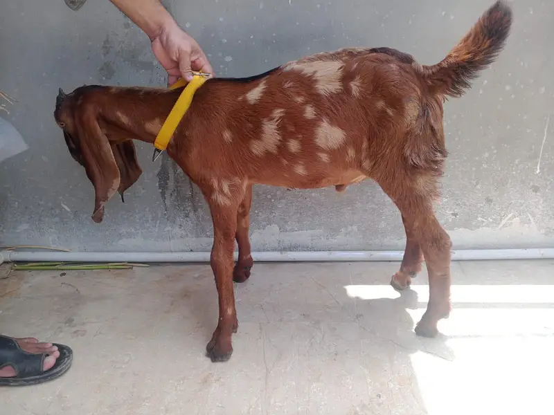 Bakra or Bakri — photo 5