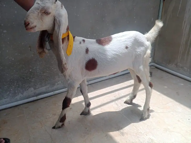 Bakra or Bakri — photo 6