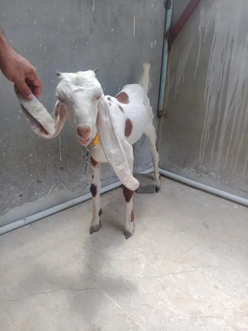 Bakra or Bakri — photo 7