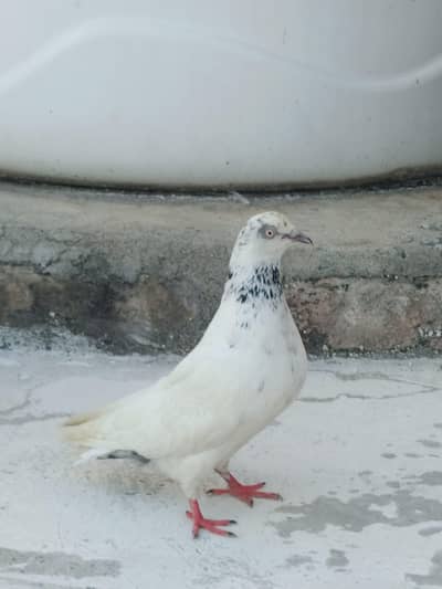 pegion