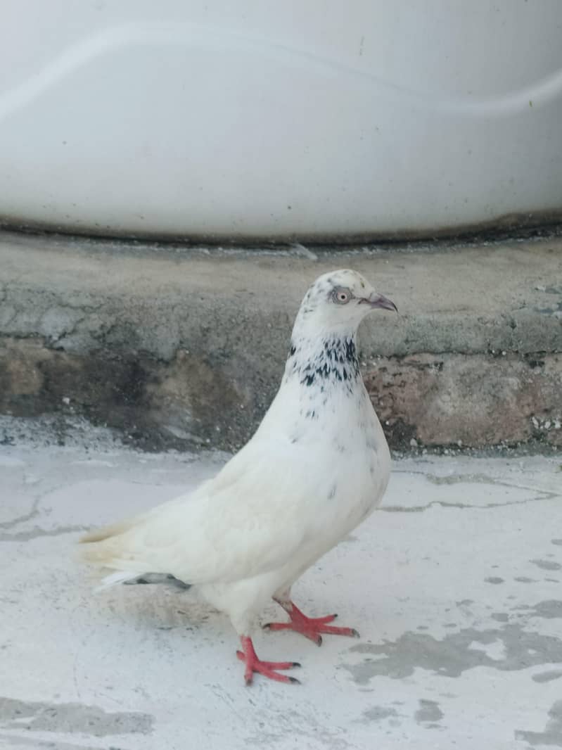 pegion 0