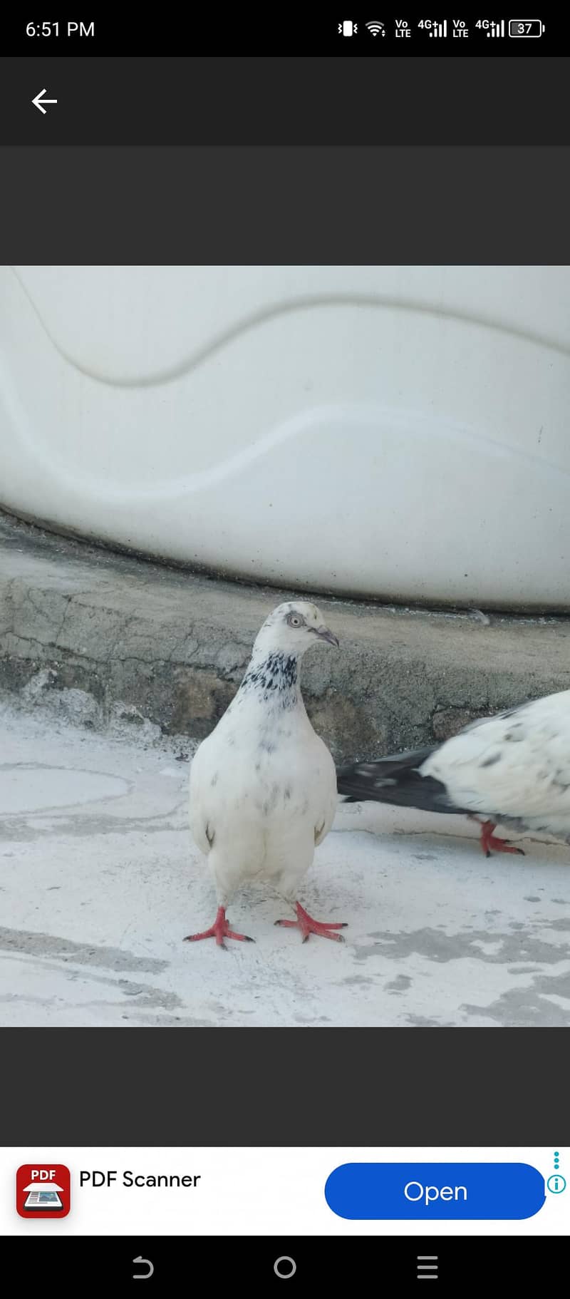 pegion 2