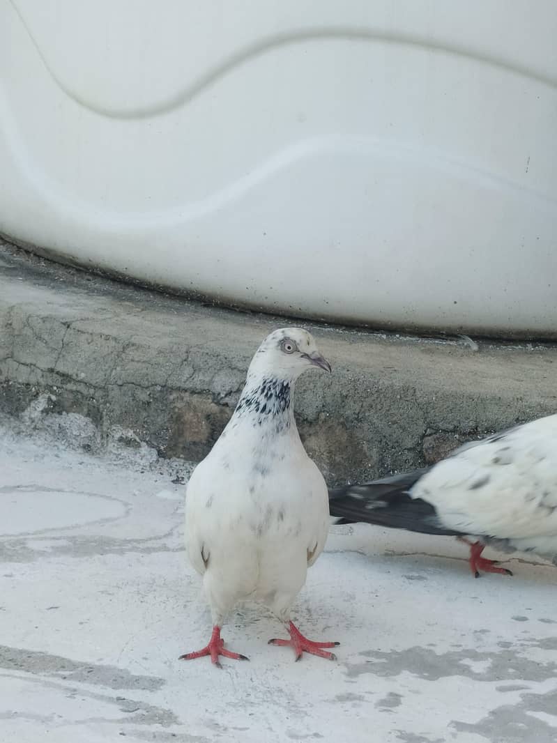 pegion 5