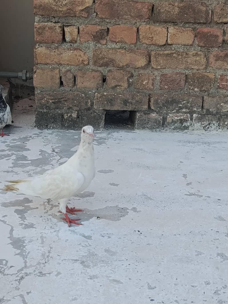 pegion 6
