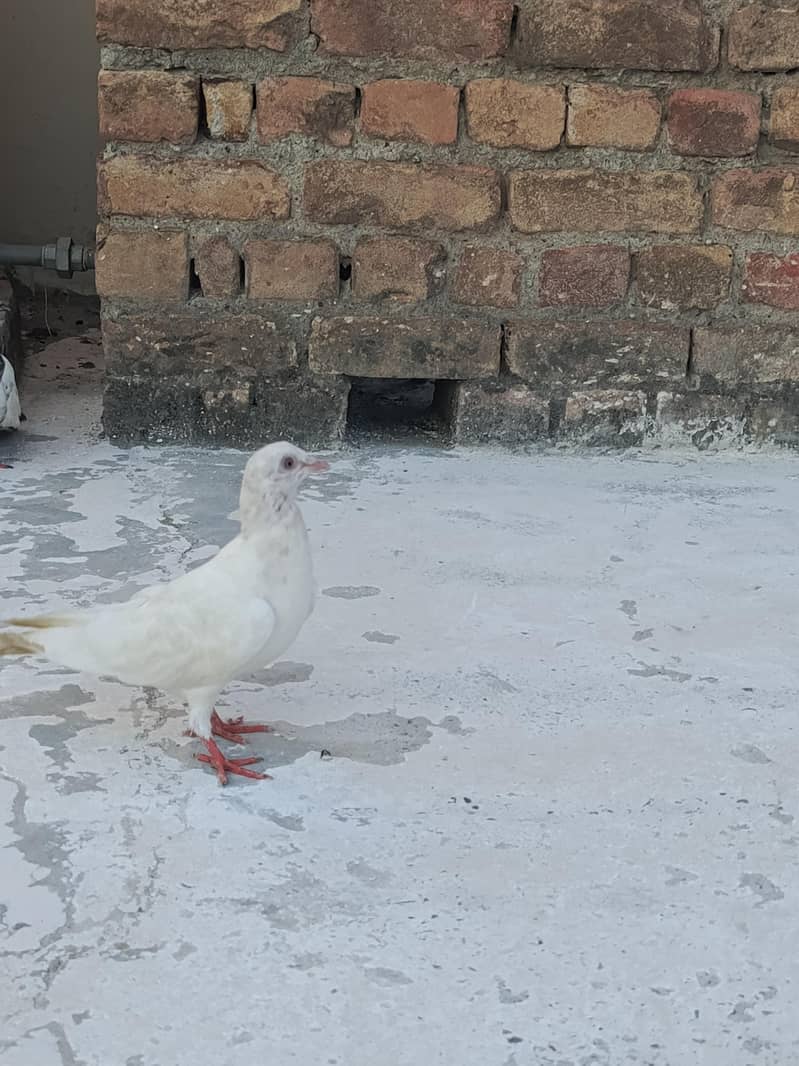 pegion 7