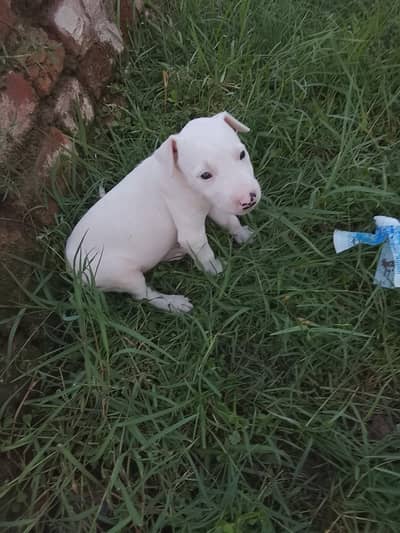 pure paper white gultair female available for sale in mandibhaudin