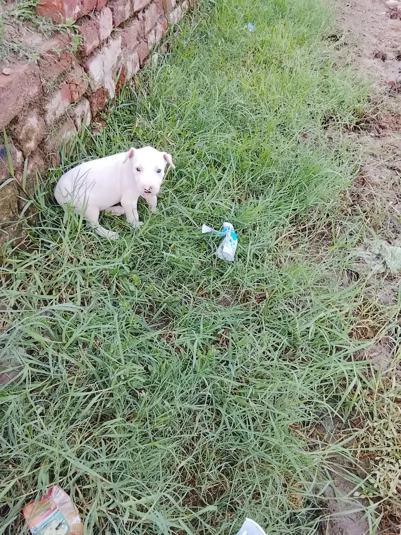 pure paper white gultair female available for sale in mandibhaudin — photo 2