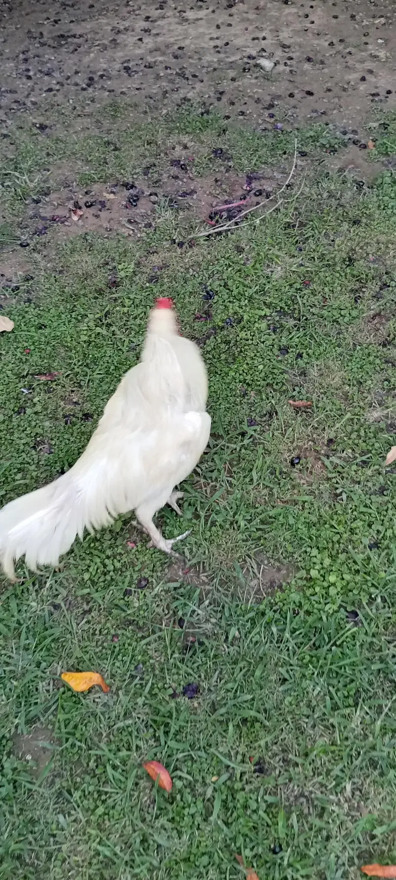 mogra for sale mianwali ka ha