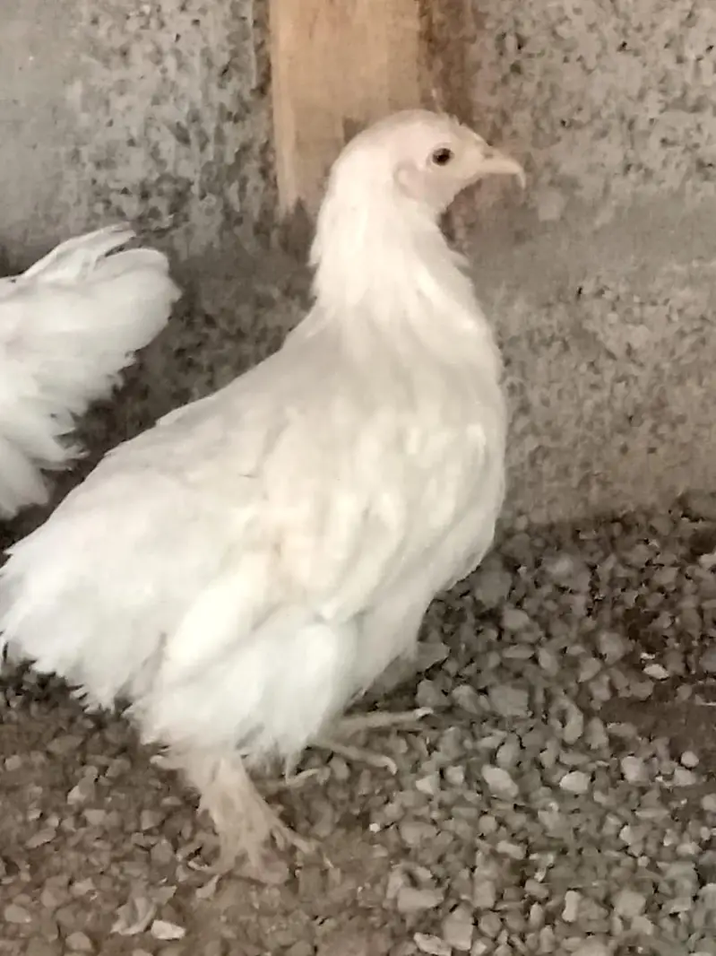 White bantam — photo 2