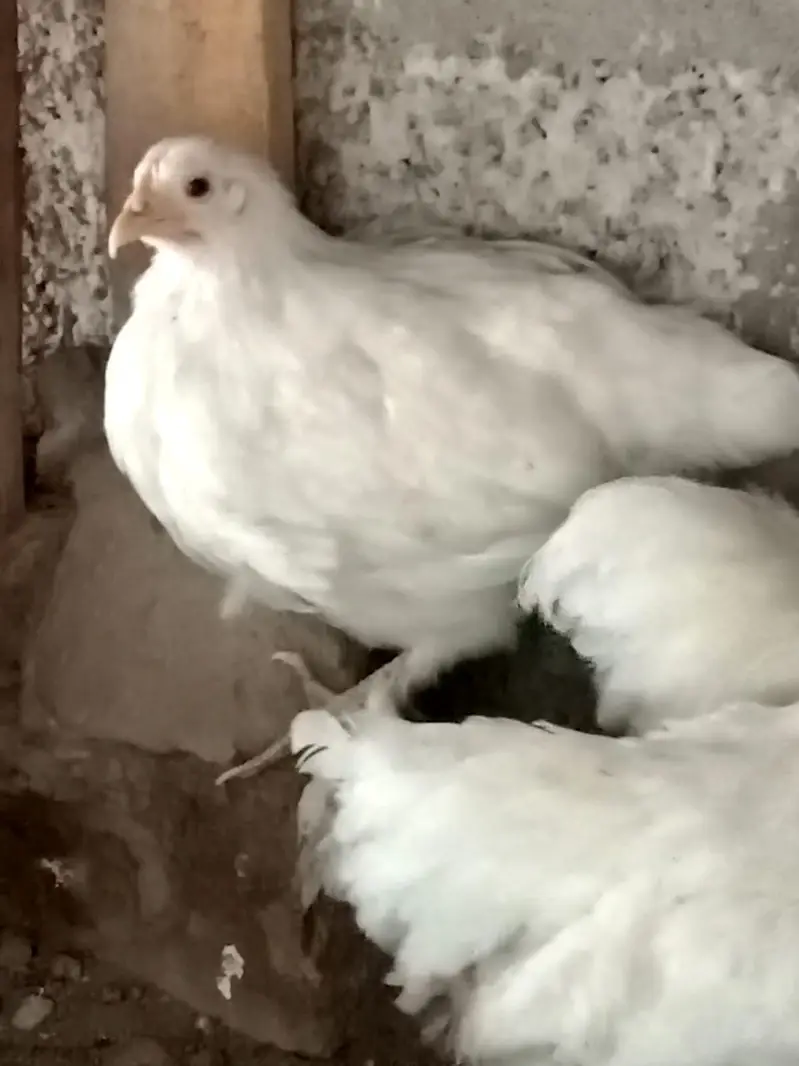 White bantam — photo 3