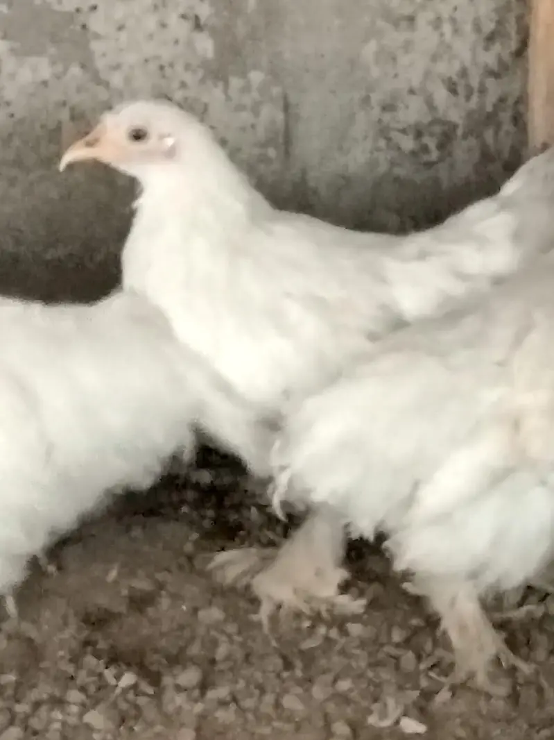 White bantam — photo 4