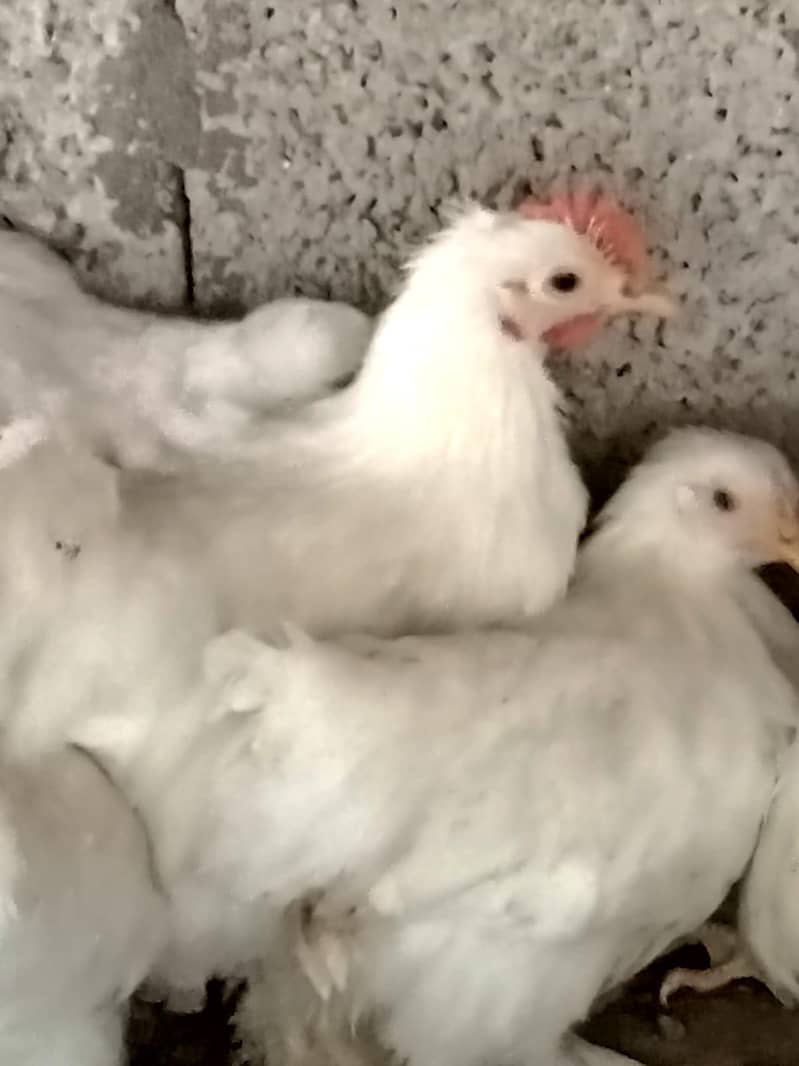 White bantam 4